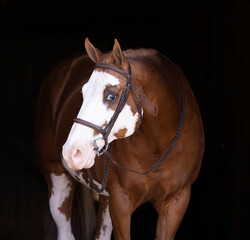 Show horse headshot portrait on black background