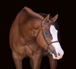 Show horse headshot portrait on black background