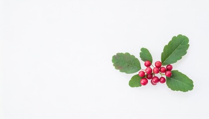 Red currant isolated on white background