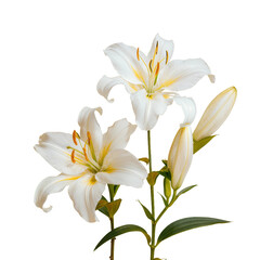 Fototapeta premium a picture of a bouquet of white lilies flower 