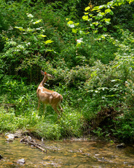 An adult female white-tailed deer grazes on shrubs at the edge of the Doe River in Roan Mountain State Park, Tennessee. The doe faces away from the camera at the edge of the rocky river bed.