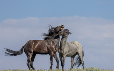 Wild Horse Stallions Fighting in the Pryor Mountains Montana in Summer