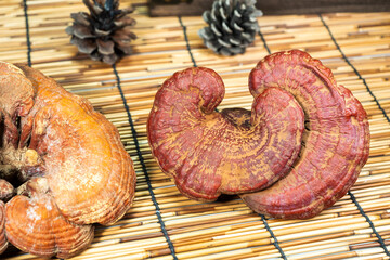 Close-up of a reishi medicinal mushroom (Ganoderma lucidum). This highly detailed polypore mushroom, also known as lingzhi, is used in traditional Chinese medicine.