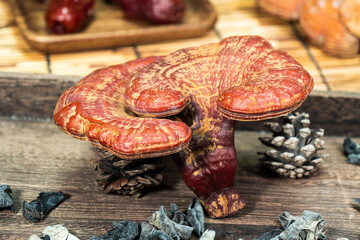 Close-up of a reishi medicinal mushroom (Ganoderma lucidum). This highly detailed polypore mushroom, also known as lingzhi, is used in traditional Chinese medicine.