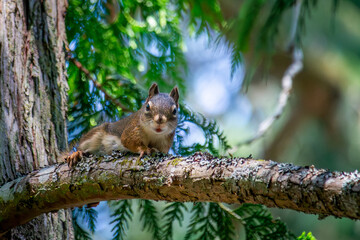 a squirrel sitting on a branch of a tree