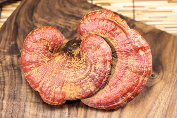 Close-up of a reishi medicinal mushroom (Ganoderma lucidum). This highly detailed polypore mushroom, also known as lingzhi, is used in traditional Chinese medicine.