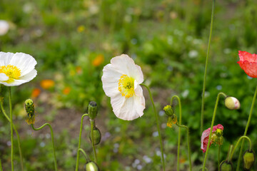 Beautiful poppy flower garden. The Expo 70 Commemorative Park, Osaka, Japan