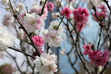 Beautiful sakura flowers, Japan cherry blossom