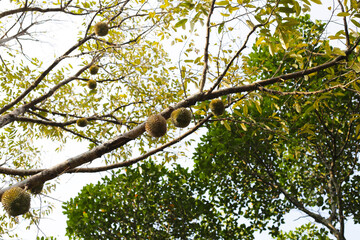 Durian fruit on tree, Thai durian fruit garden