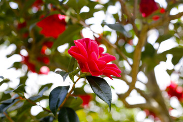 Beautiful camellia flower on tree. The Expo 70 Commemorative Park, Osaka, Japan