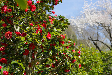 Beautiful camellia flower on tree. The Expo 70 Commemorative Park, Osaka, Japan