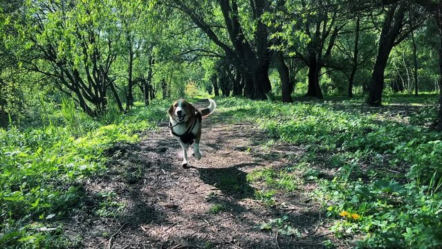 A multi-colored cute hound dog runs quickly through a green dense park towards the camera