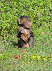  a  cute young olive  baboon sitting in the grass on safari in the maasai mara national park in kenya, east africa       