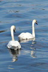 Serenity at Dawn: Swans on the Spree