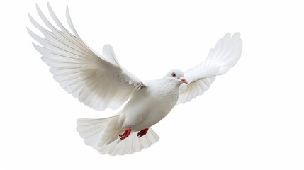 Obraz premium White dove in flight photo. Peaceful bird isolated on white background. Minimalistic design image for nature, wildlife, and peace concepts. Ideal for various digital and print uses. AI