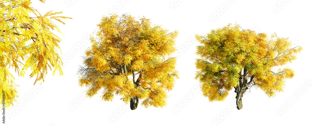Leinwandbilder honey locust - mesquite tree isolated on transparent background and selective focus close-up. 3d ren