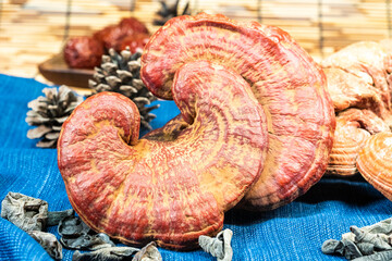 Close-up of a reishi medicinal mushroom (Ganoderma lucidum). This highly detailed polypore mushroom, also known as lingzhi, is used in traditional Chinese medicine.