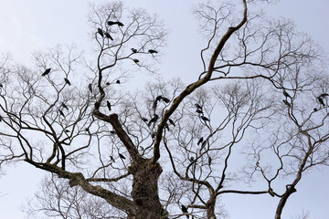 Japanese crows on tree in Yasaka shrine, Kyoto city, Japan