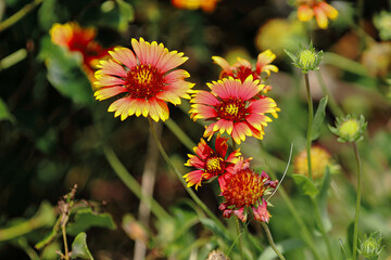 Orange flowers near the beach taken during the summer