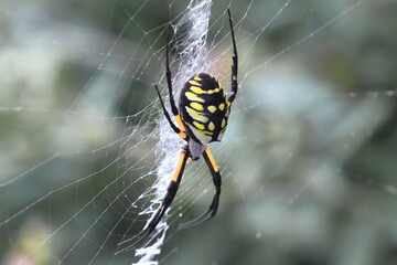 Photograph of a yellow garden or writers spider