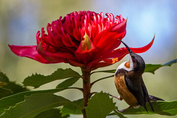 Australian Eastern Spinebill feeding on a New South Wales Waratah flower nectar © Ken Griffiths