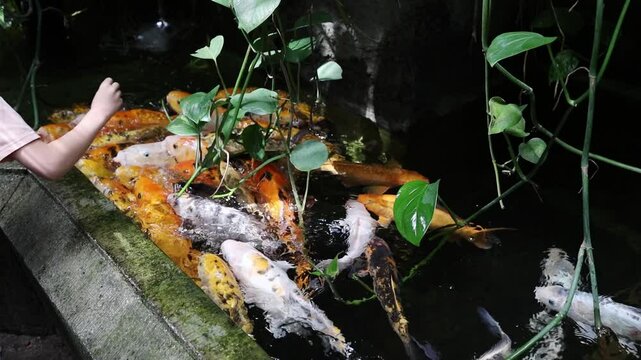 Children feeding big karp fishes in the greenhouse