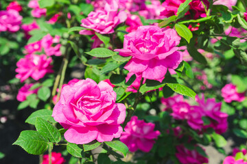 Beautiful blooming rose bush with pink, magenta flowers close up in garden or park, outdoor in sunny day. Breeding and growing roses, gardening, landscape design