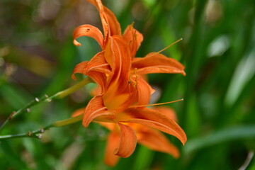 Orange Daylily Flowers