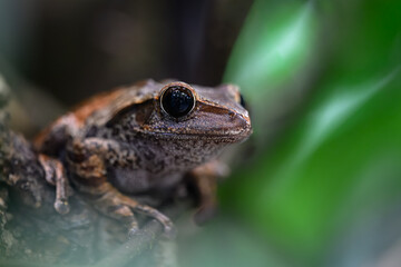 Spot-legged Tree Frog (Polypedates megacephalus)
