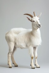 Obraz premium the beside view Alpine Goat standing, left side view, white copy space on right isolated on white background