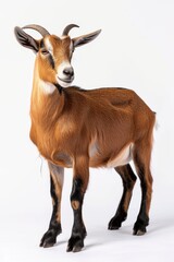 Fototapeta premium the beside view Alpine Goat standing, left side view, white copy space on right isolated on white background