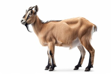 the beside view Kacang Goat standing, left side view, white copy space on right isolated on white background