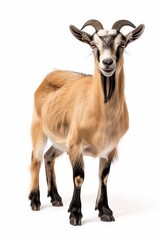 Fototapeta premium the beside view Kacang Goat standing, left side view, white copy space on right isolated on white background