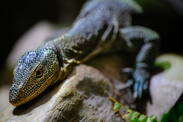Portrait of a Turquoise Monitor (Varanus caerulivirens)