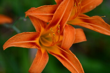 Daylily Flowers
