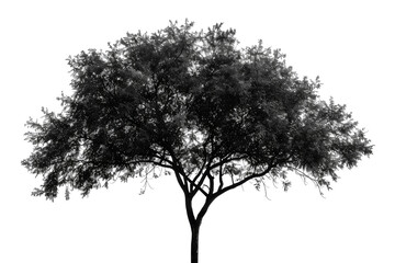 Lone tree on grassy hill png isolated on transparent background