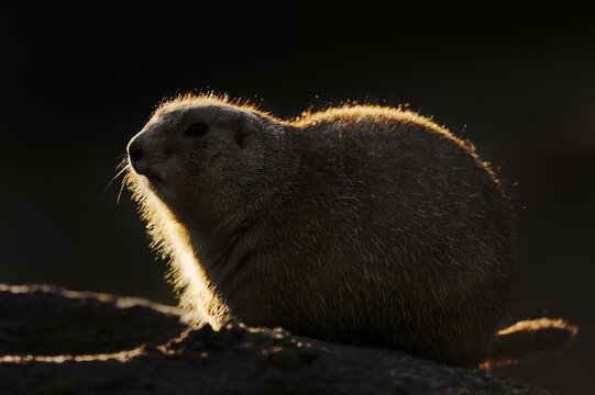 Black-tailed prairie dog (Cynomys ludovicianus) in backlight, captive, occurrence in North America