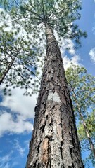 Árbol de pino