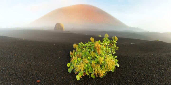 Canary Island dock (Rumex lunaria) and lava bomb in front of the Caldera Colorada, Parque Natural de Los Volcanes, near Masdache, Lanzarote, Canary Islands, Spain, Europe