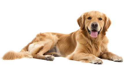 Golden retriever on a transparent background