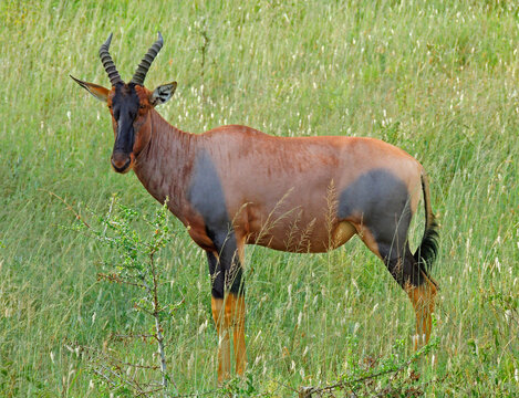 a topi antelope standing in the grasslands on safari in serengeti  national park in tanzania, east africa