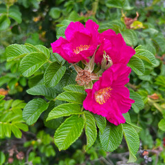 Detail of the shriveled rose (Rosa rugosa). Beautiful rose flowers, very fragrant perennial,...