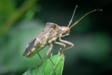 Macro photo of insect animals in tropical nature