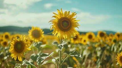 Fototapeta premium Sunflower Field in Summer