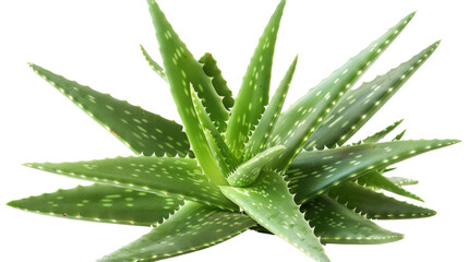 Aloe vera on isolated transparent background