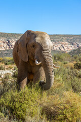 Exposure of African Male, Female and Elephant calf, done in a South Africa Safari.