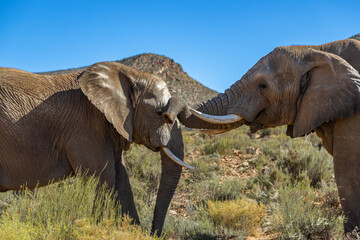 Obraz premium Exposure of African Male, Female and Elephant calf, done in a South Africa Safari.
