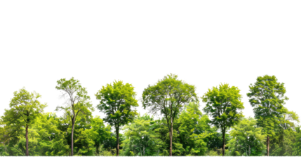 Forest on a transparent background