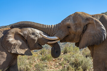 Fototapeta premium Exposure of African Male, Female and Elephant calf, done in a South Africa Safari.