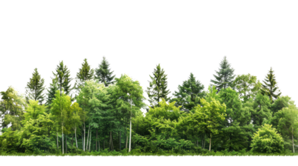 Forest on a transparent background